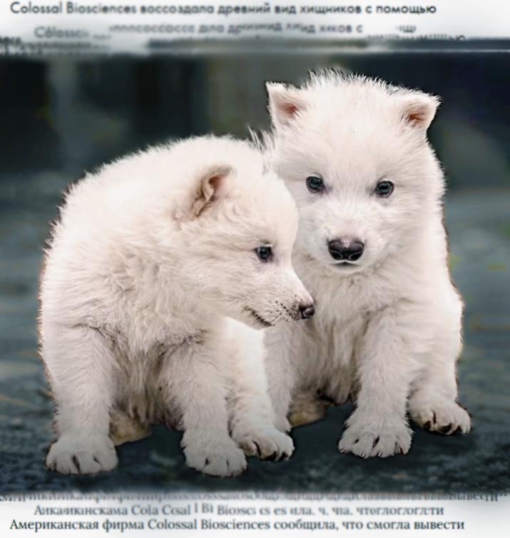 В США вывели вымерших 12 000 лет назад щенков "как в «Игре Престолов»" В США вывели вымерших 12 000 лет назад щенков ужасного волка (dire wolves)