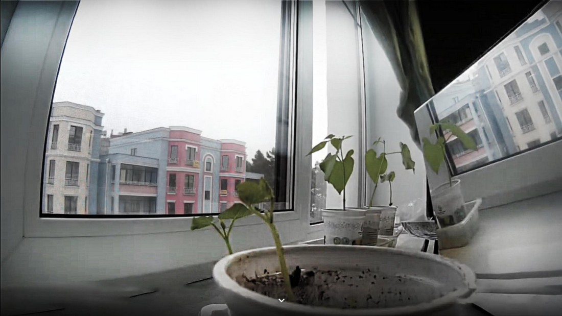 Рост фасоли. Как ростет фасоль.