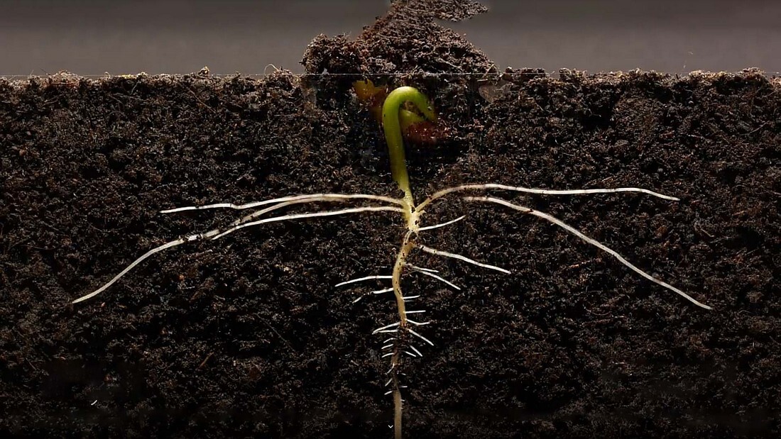 Как ускорить рост фасоли? Как ускорить рост растения фасоли?