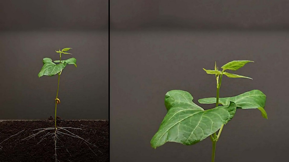 Как ускорить рост фасоли? Как вносить удобрений. Как ускорить рост растения фасоли? Как вносить удобрений.