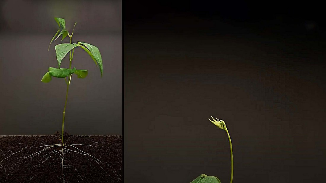 Как ускорить рост фасоли? Посадка семян. Как ускорить рост растения фасоли? Посадка семян.