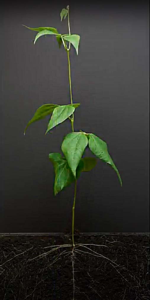 Как ускорить рост фасоли? МИКАРИЗНЫЕ ГРИБЫ. Как ускорить рост растения фасоли? МИКАРИЗНЫЕ ГРИБЫ.