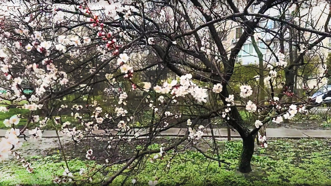 Вербное воскресенье 2025 Вербное воскресенье 2025