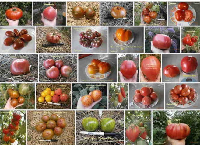 Список сортов томатов.